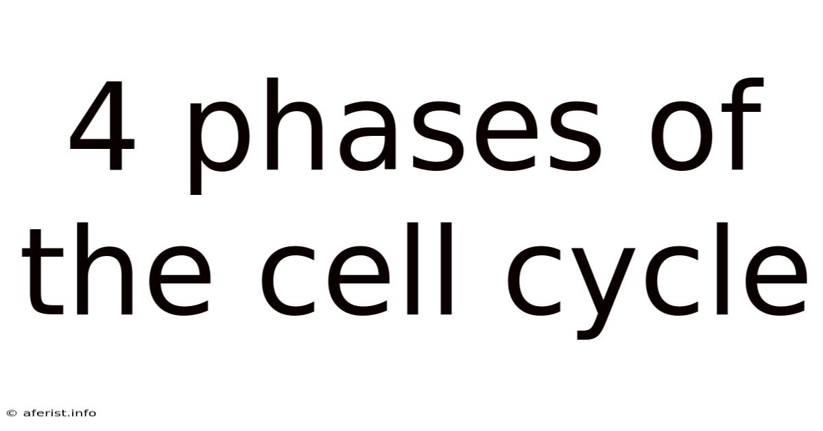 4 Phases Of The Cell Cycle
