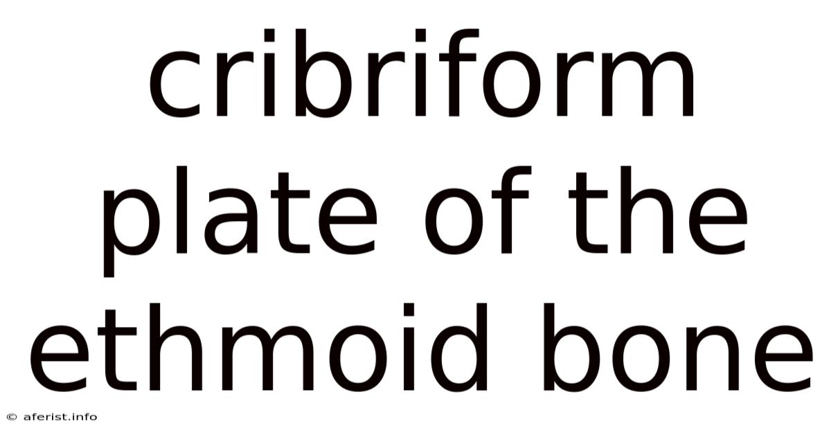 Cribriform Plate Of The Ethmoid Bone