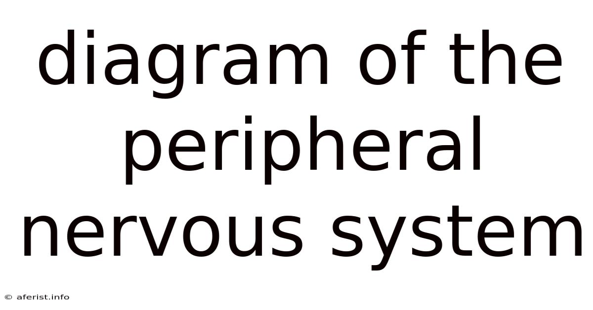 Diagram Of The Peripheral Nervous System