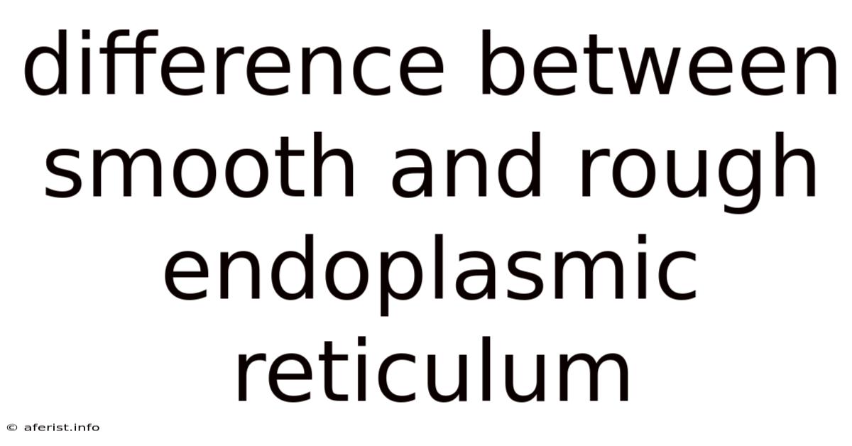 Difference Between Smooth And Rough Endoplasmic Reticulum