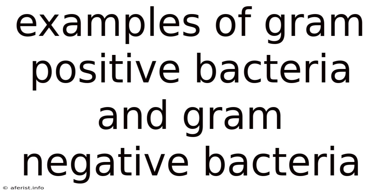 Examples Of Gram Positive Bacteria And Gram Negative Bacteria