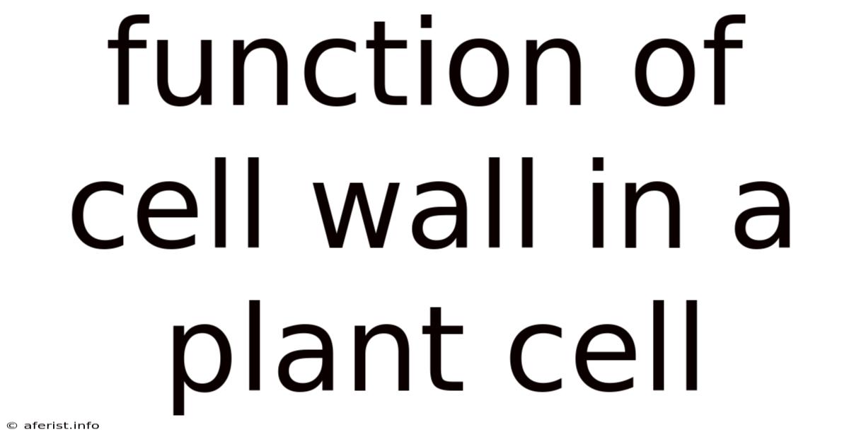 Function Of Cell Wall In A Plant Cell