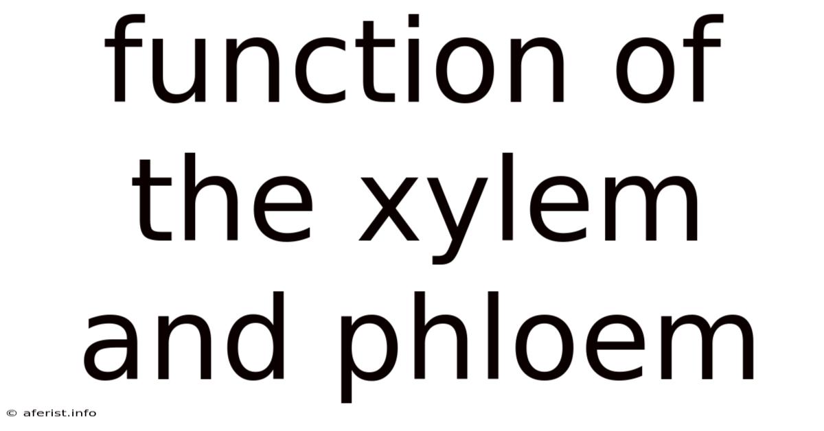 Function Of The Xylem And Phloem