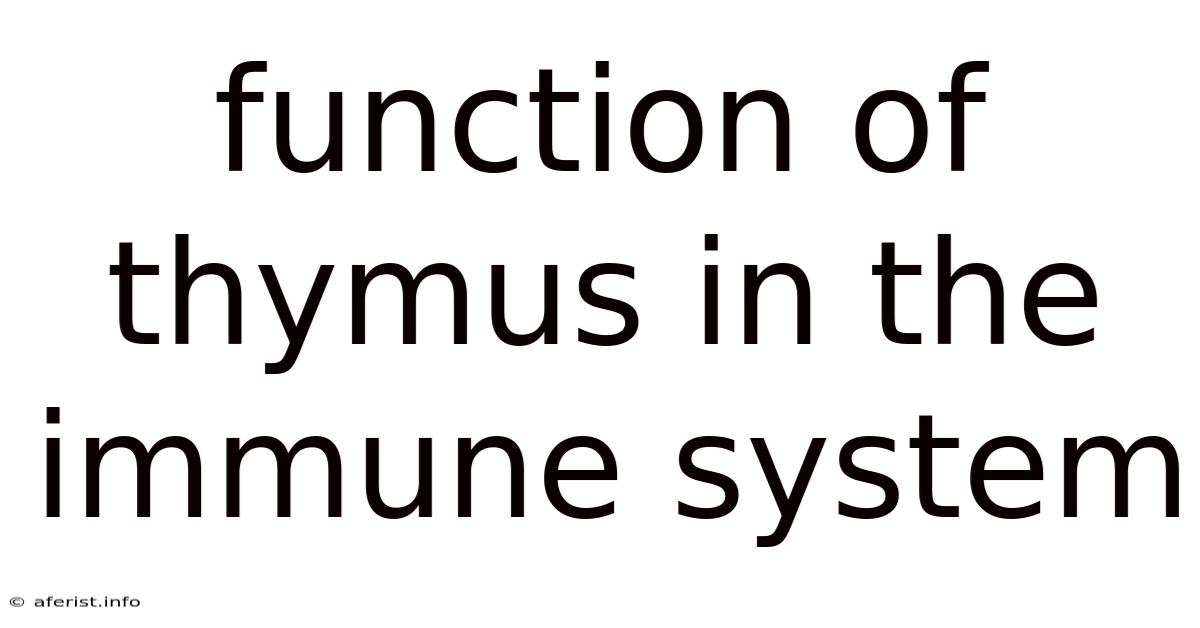 Function Of Thymus In The Immune System