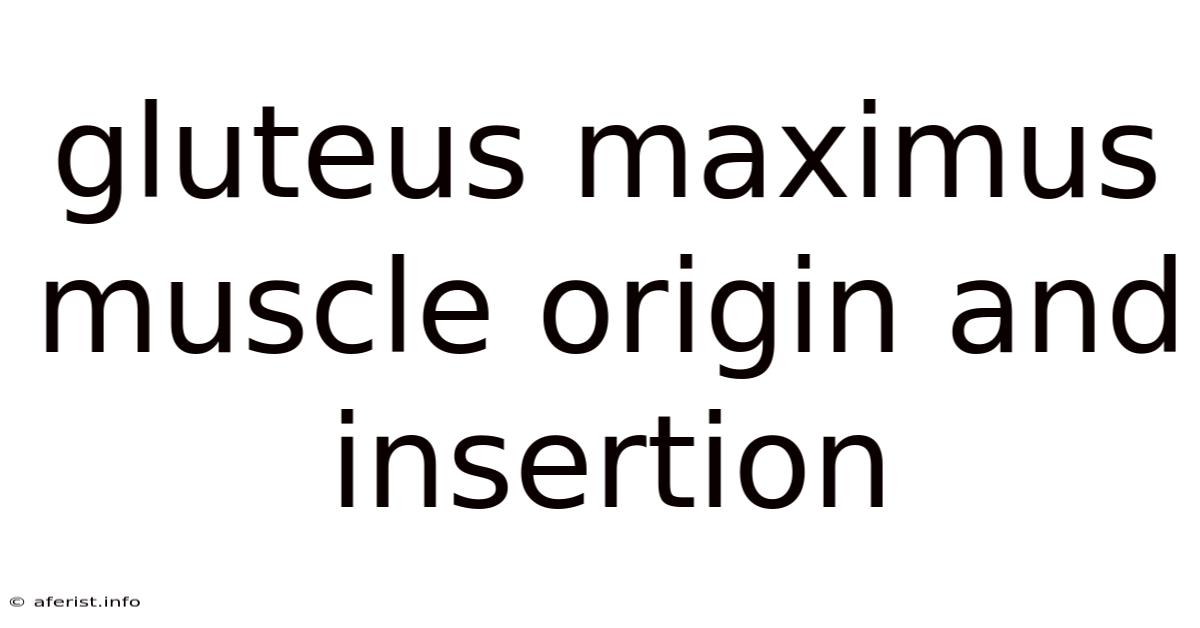 Gluteus Maximus Muscle Origin And Insertion