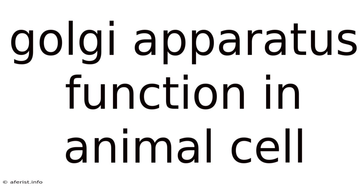 Golgi Apparatus Function In Animal Cell