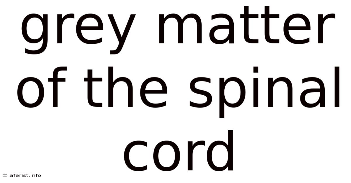 Grey Matter Of The Spinal Cord