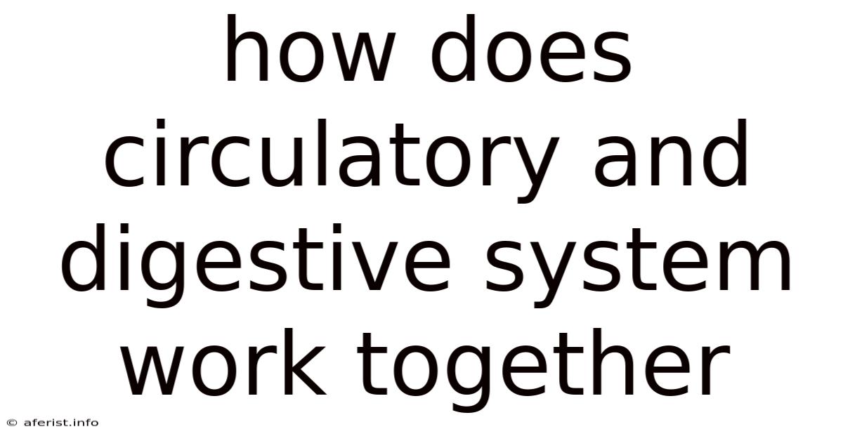 How Does Circulatory And Digestive System Work Together