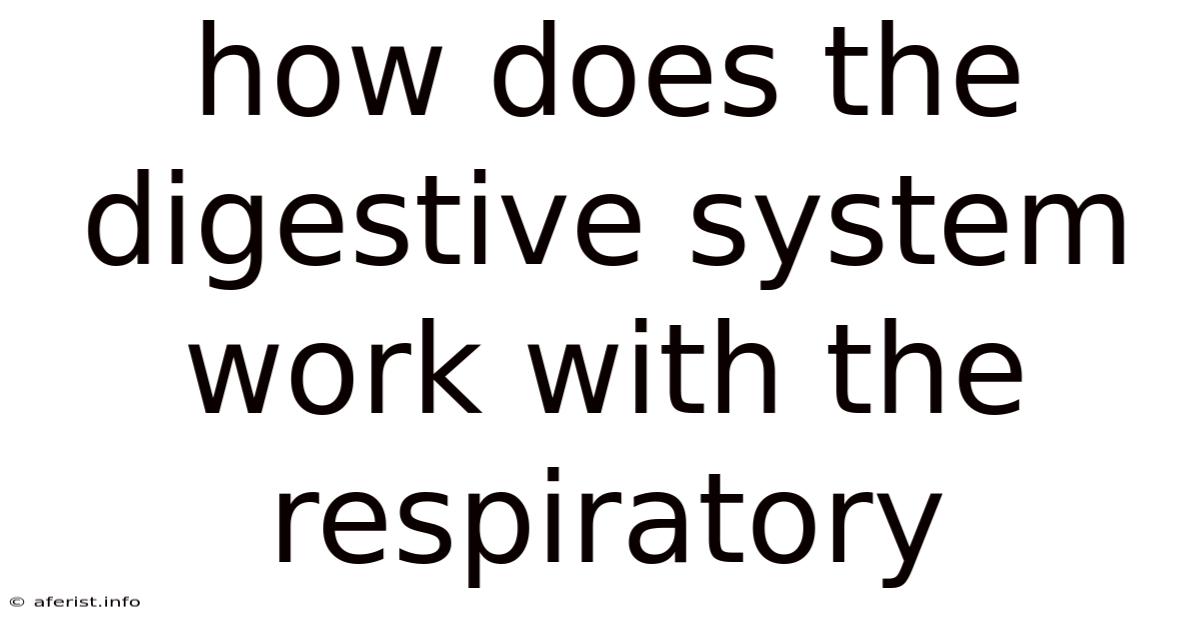 How Does The Digestive System Work With The Respiratory