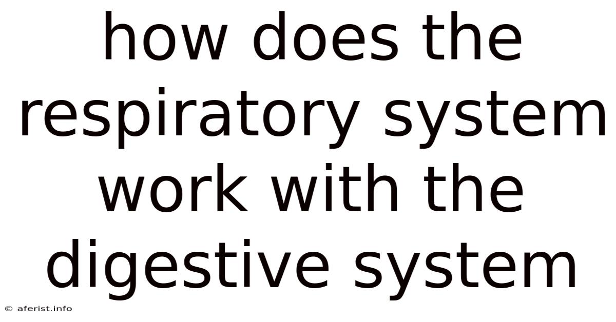How Does The Respiratory System Work With The Digestive System