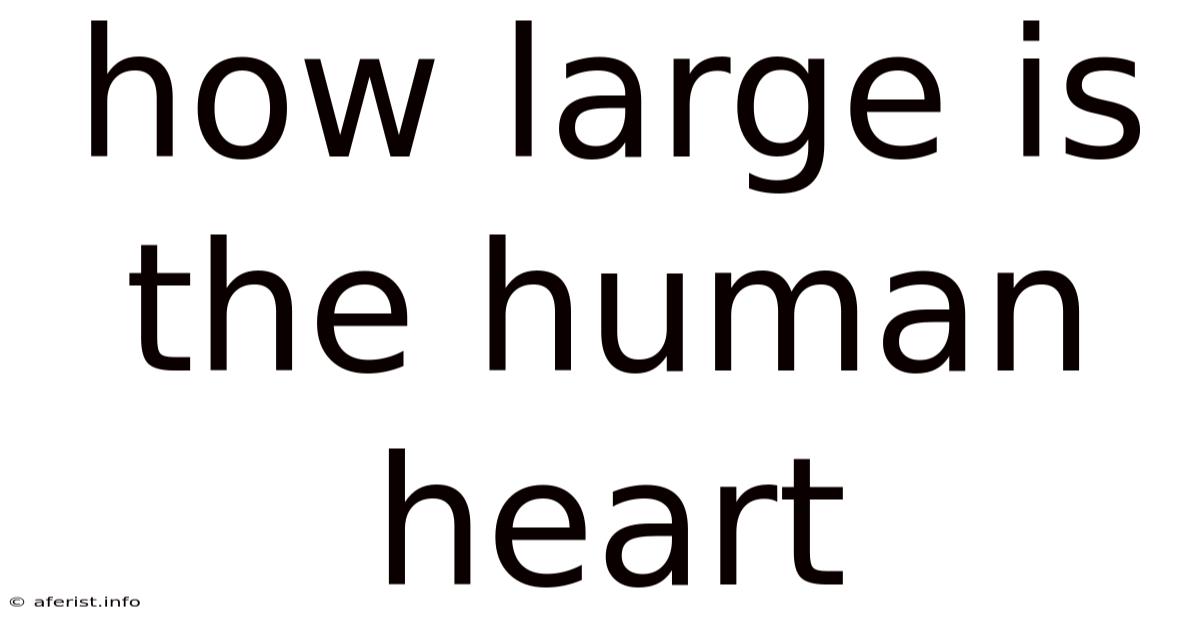 How Large Is The Human Heart