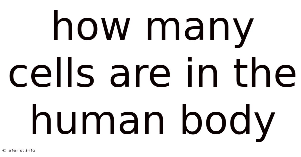 How Many Cells Are In The Human Body