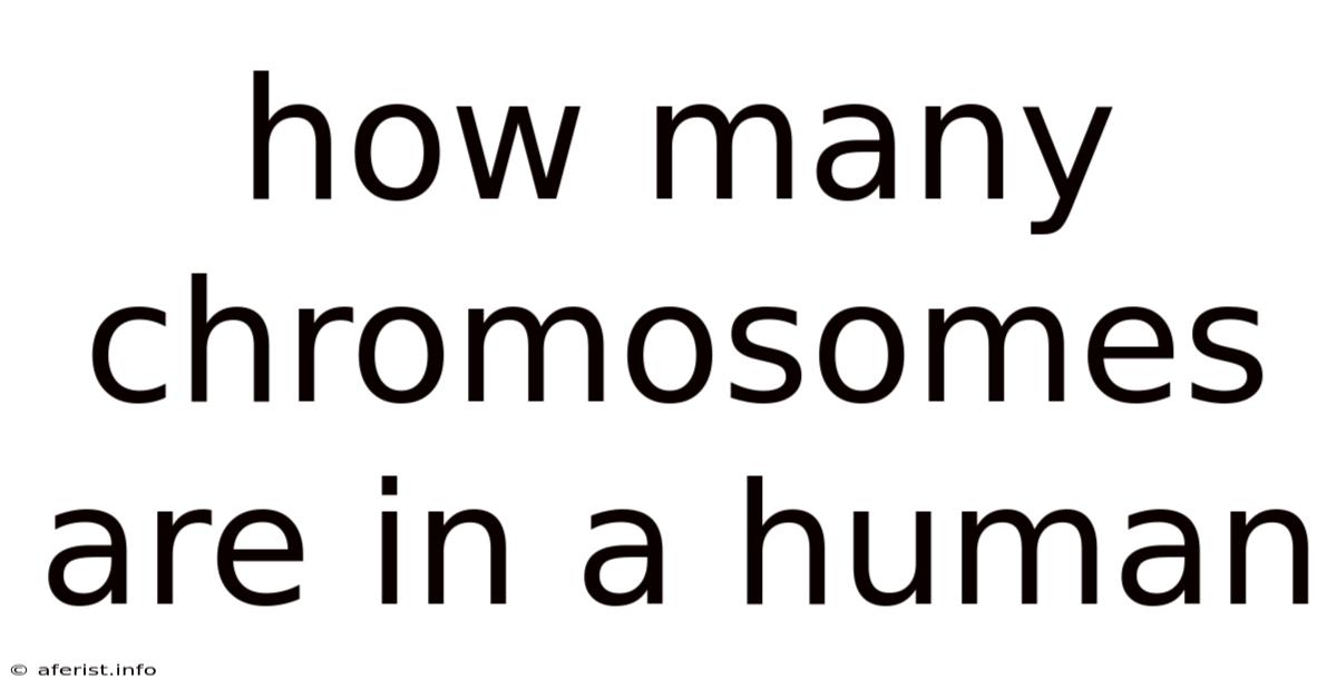 How Many Chromosomes Are In A Human