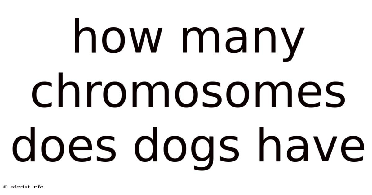 How Many Chromosomes Does Dogs Have