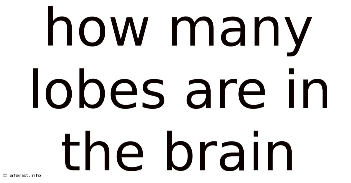 How Many Lobes Are In The Brain