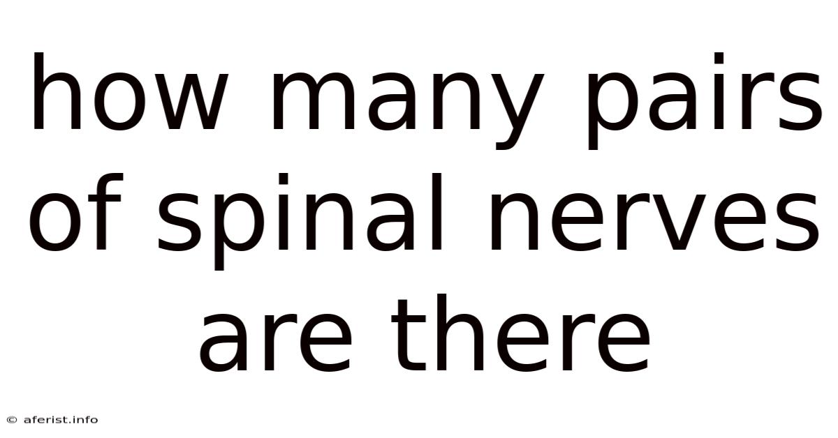 How Many Pairs Of Spinal Nerves Are There