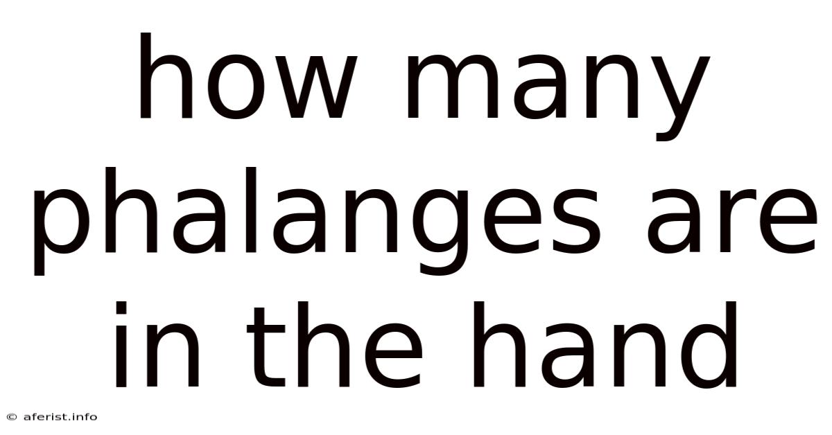 How Many Phalanges Are In The Hand