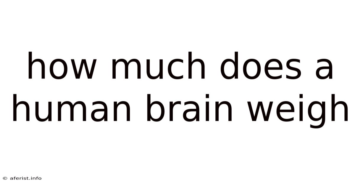 How Much Does A Human Brain Weigh