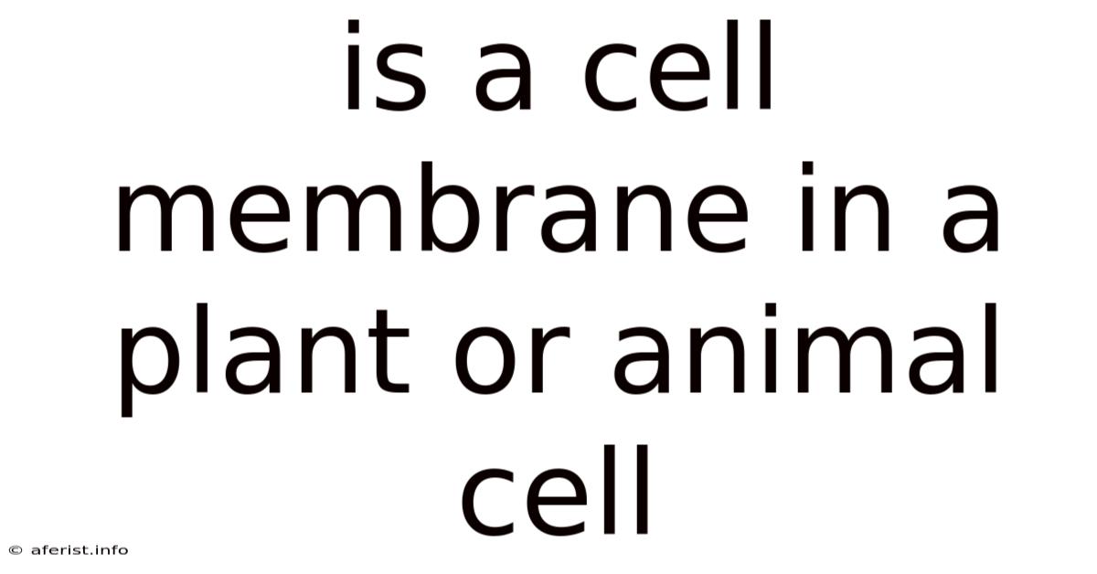 Is A Cell Membrane In A Plant Or Animal Cell
