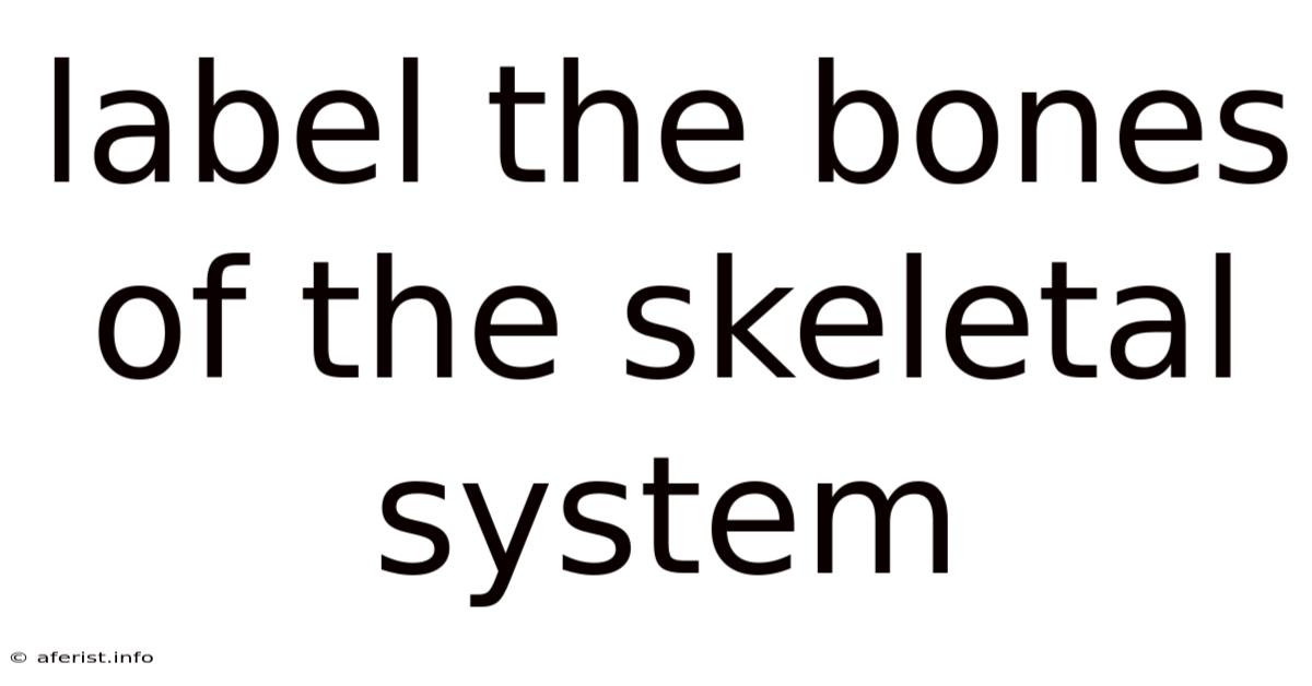 Label The Bones Of The Skeletal System