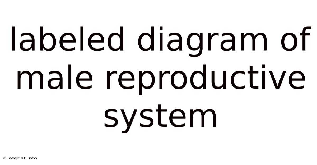 Labeled Diagram Of Male Reproductive System