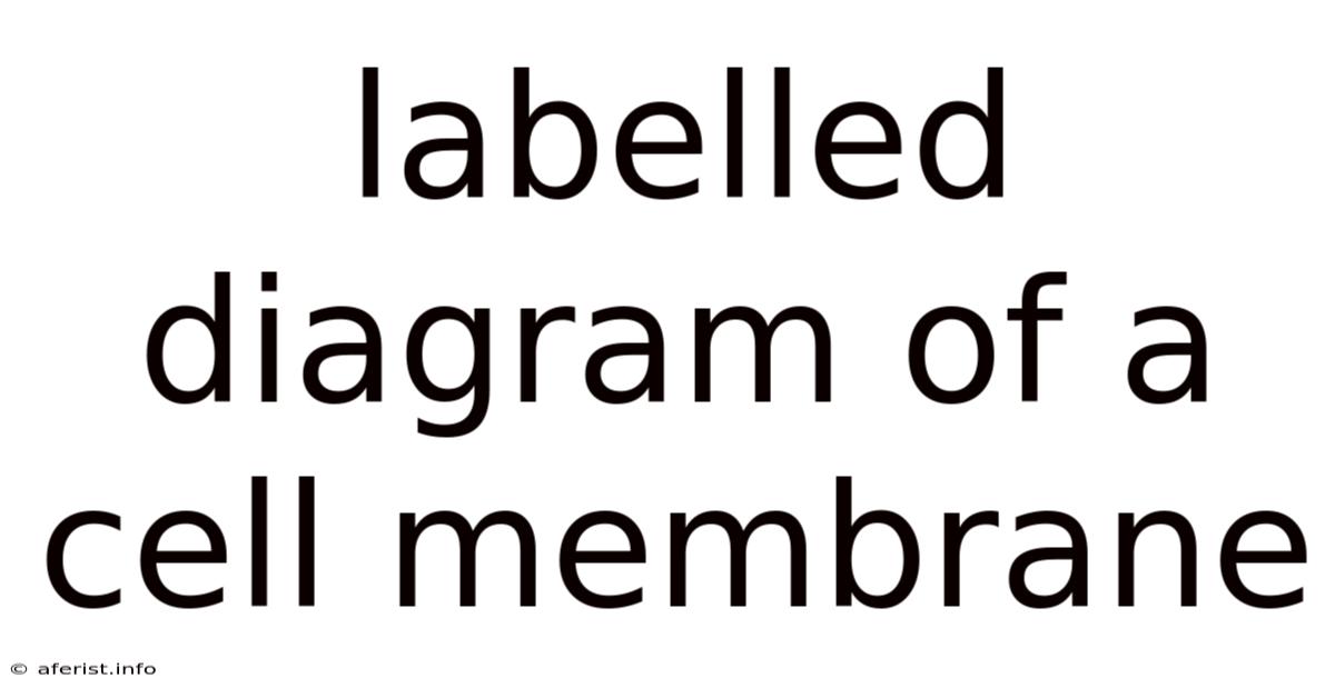 Labelled Diagram Of A Cell Membrane