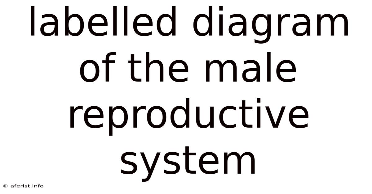 Labelled Diagram Of The Male Reproductive System