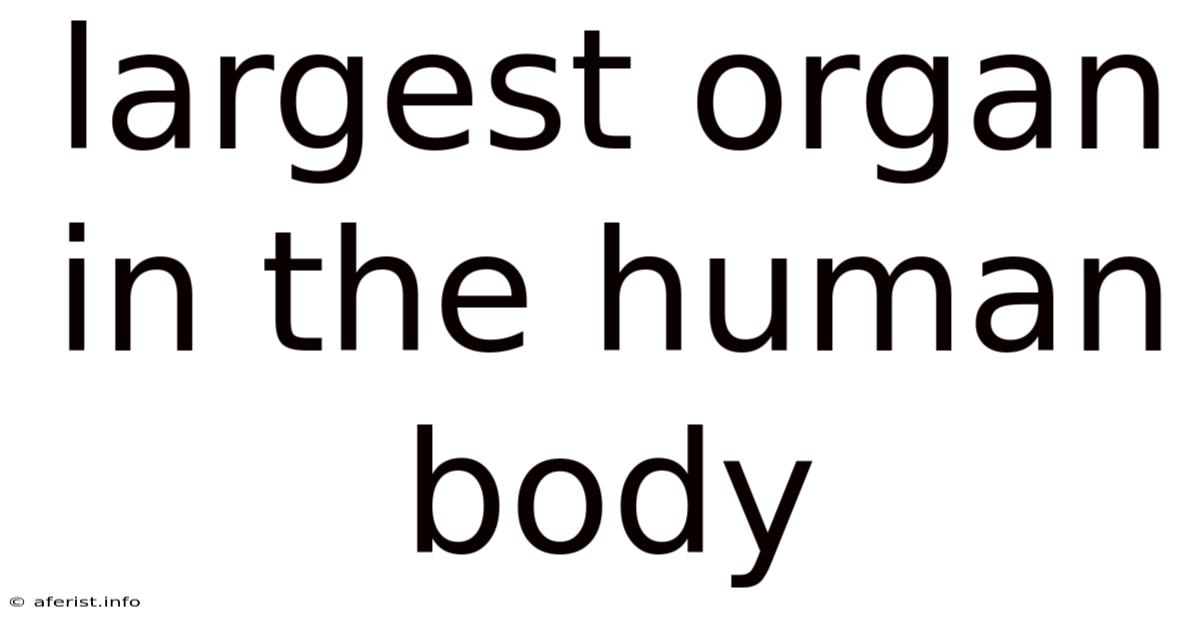 Largest Organ In The Human Body