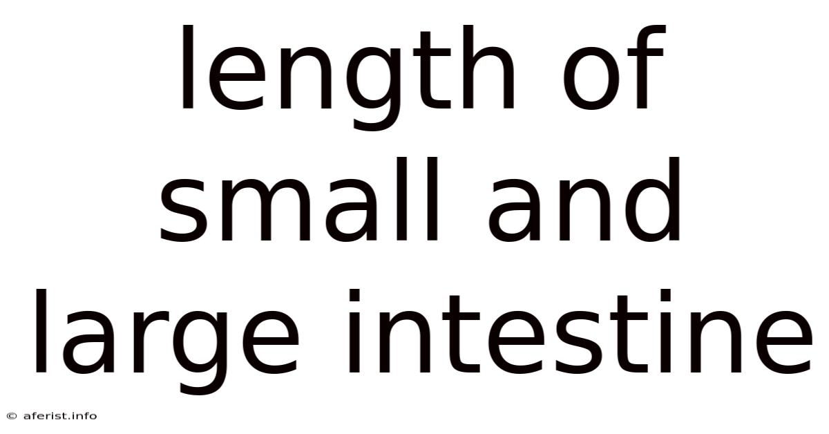 Length Of Small And Large Intestine