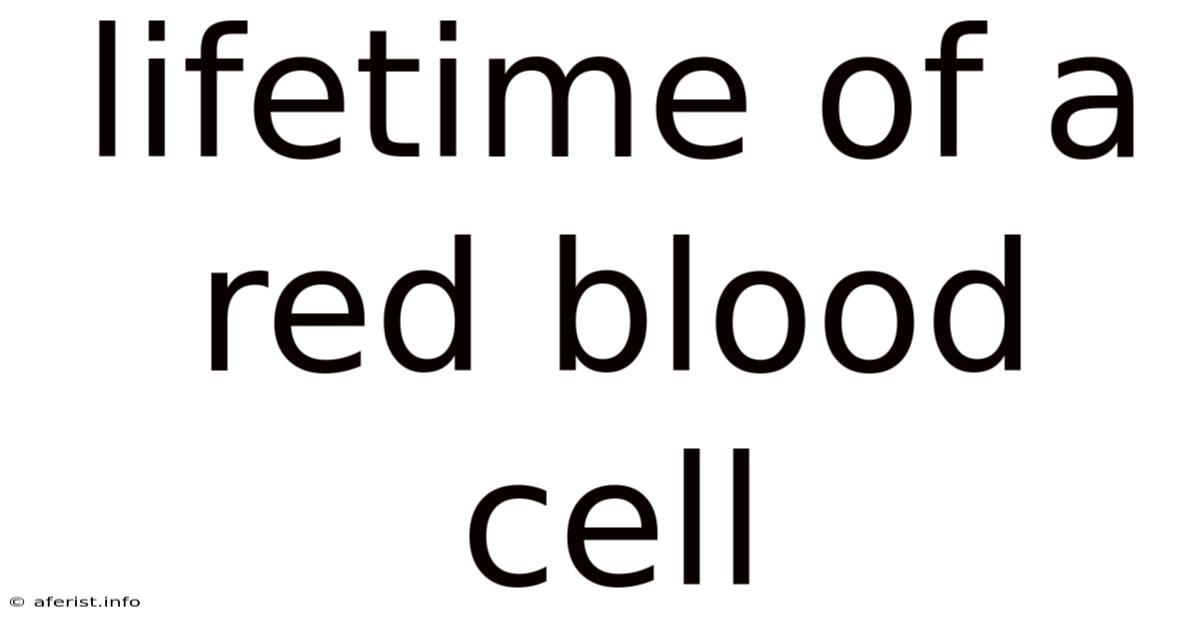 Lifetime Of A Red Blood Cell