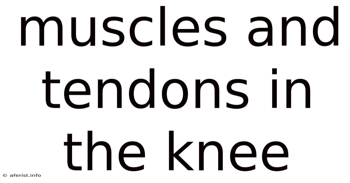 Muscles And Tendons In The Knee