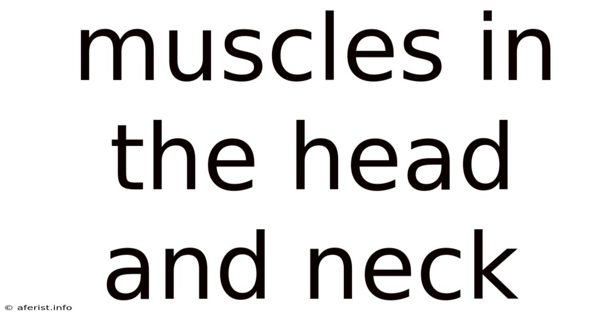 Muscles In The Head And Neck