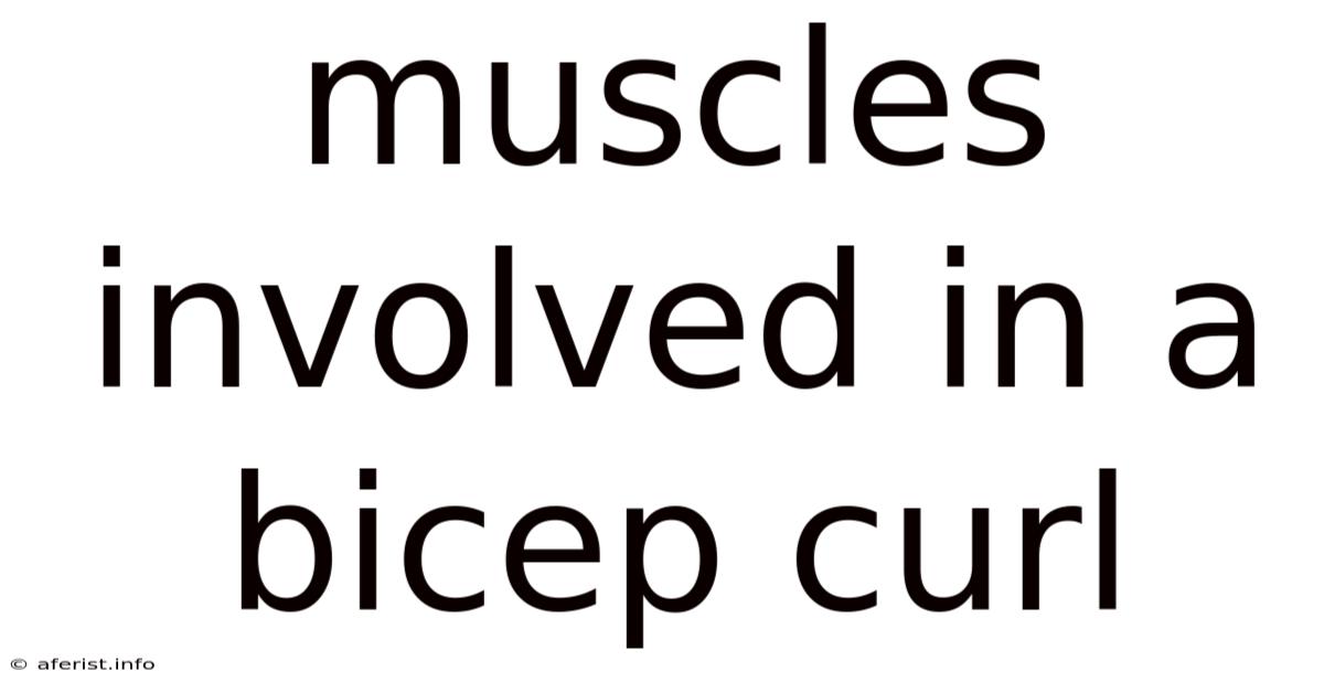 Muscles Involved In A Bicep Curl