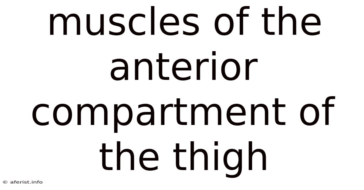 Muscles Of The Anterior Compartment Of The Thigh