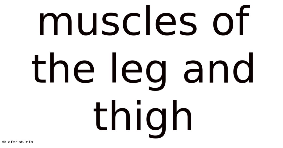 Muscles Of The Leg And Thigh