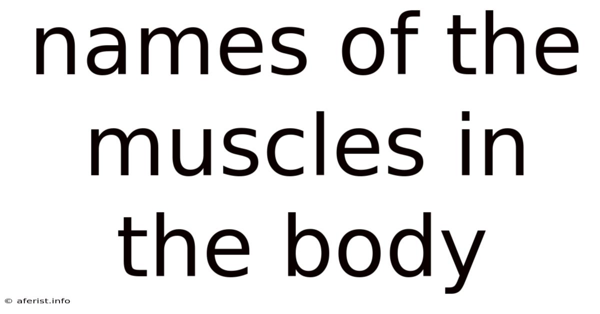 Names Of The Muscles In The Body