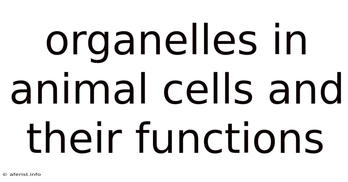 Organelles In Animal Cells And Their Functions