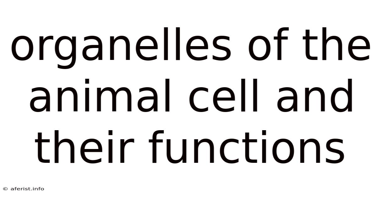 Organelles Of The Animal Cell And Their Functions