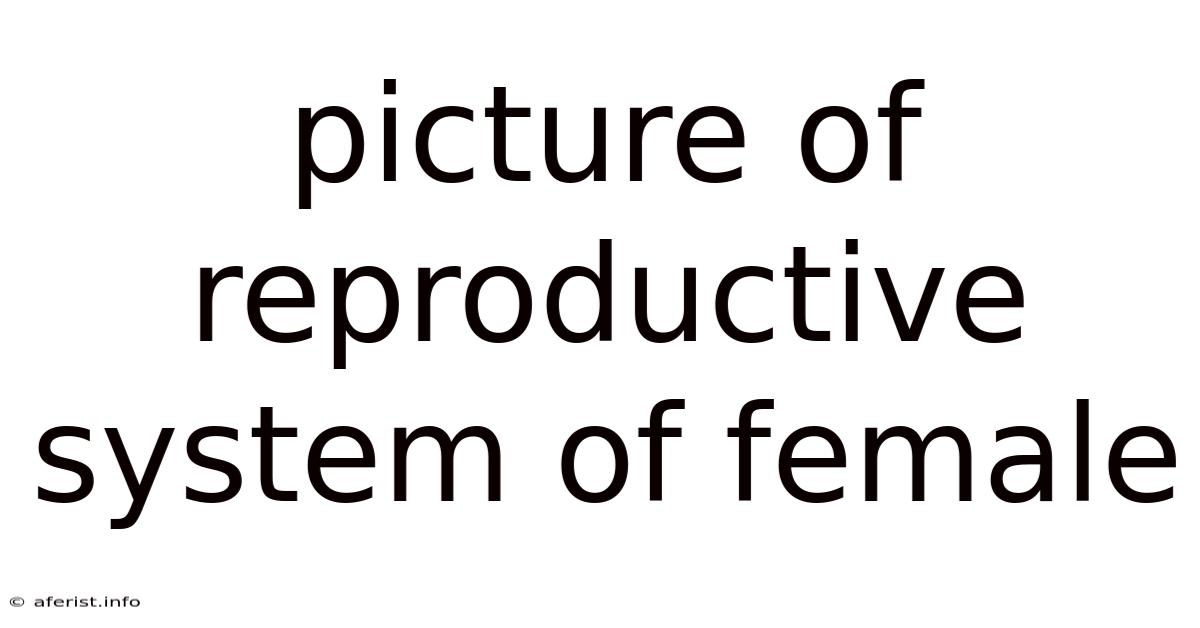 Picture Of Reproductive System Of Female