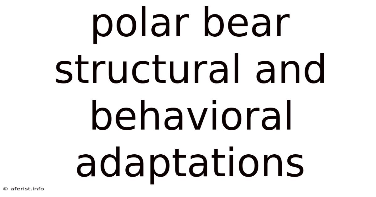 Polar Bear Structural And Behavioral Adaptations