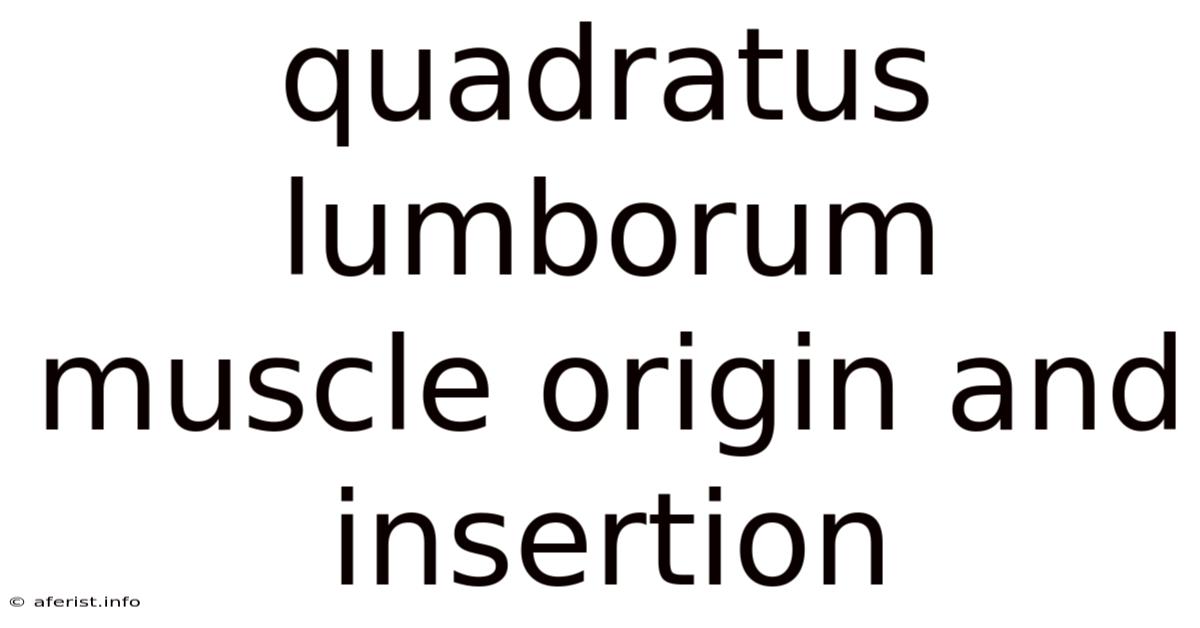 Quadratus Lumborum Muscle Origin And Insertion
