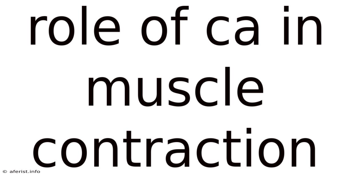 Role Of Ca In Muscle Contraction