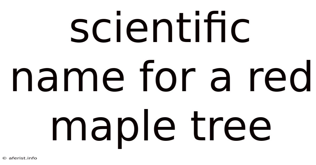 Scientific Name For A Red Maple Tree