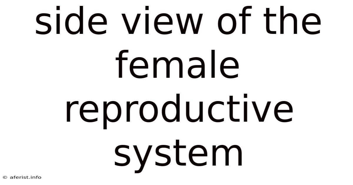 Side View Of The Female Reproductive System
