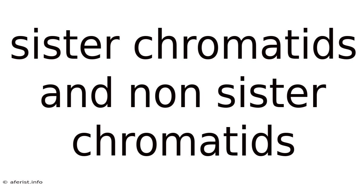 Sister Chromatids And Non Sister Chromatids