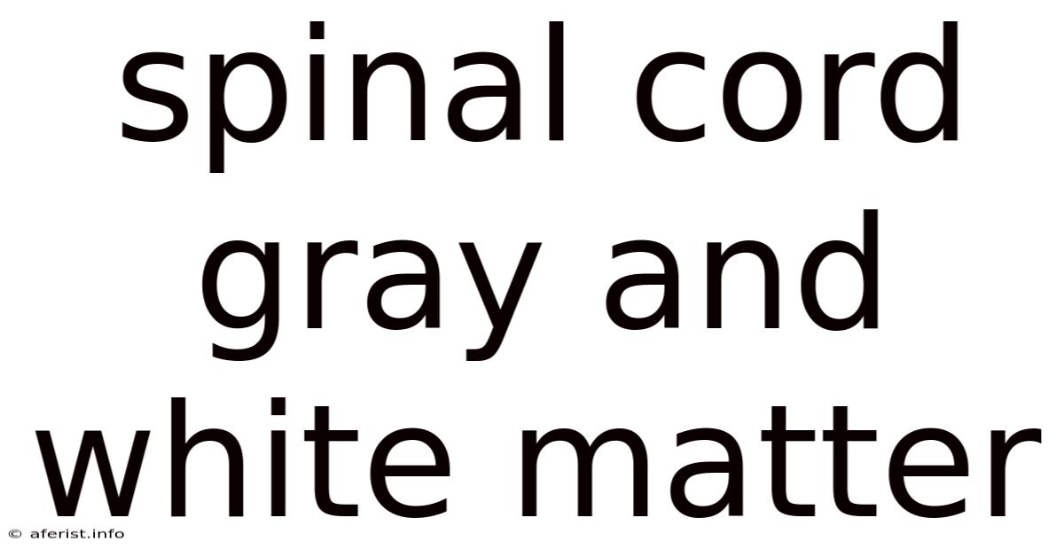 Spinal Cord Gray And White Matter