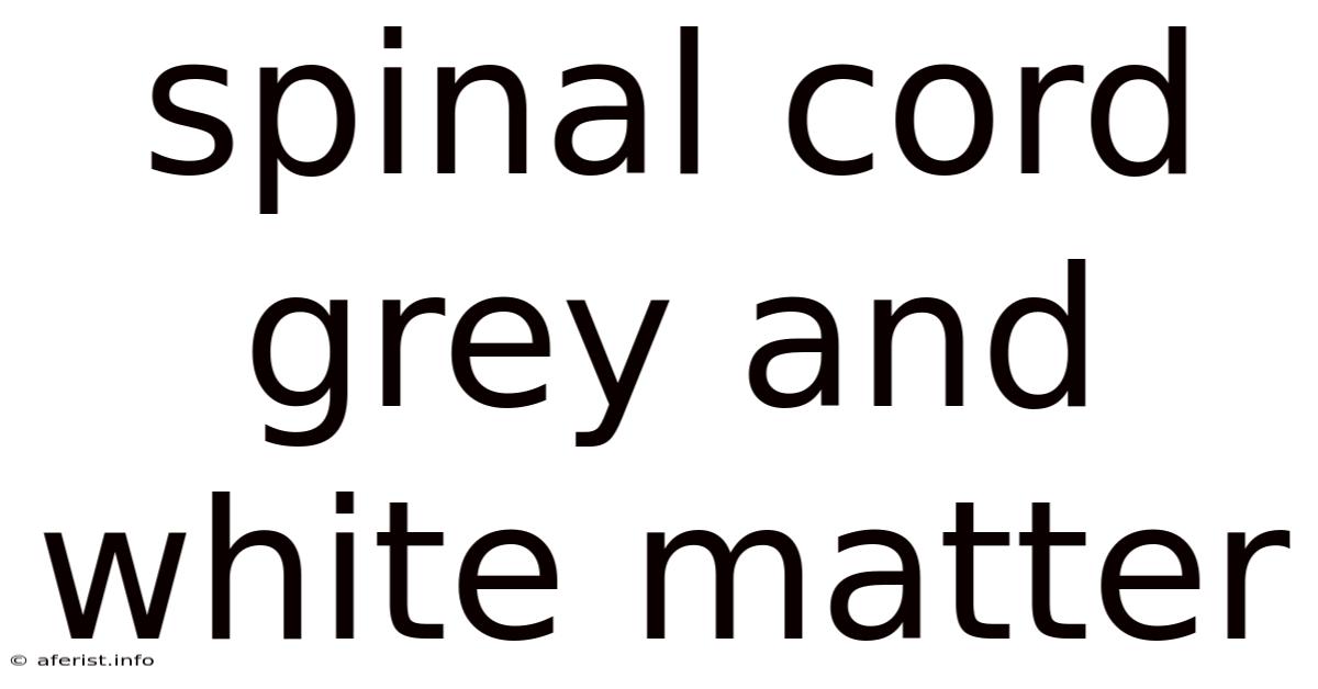 Spinal Cord Grey And White Matter