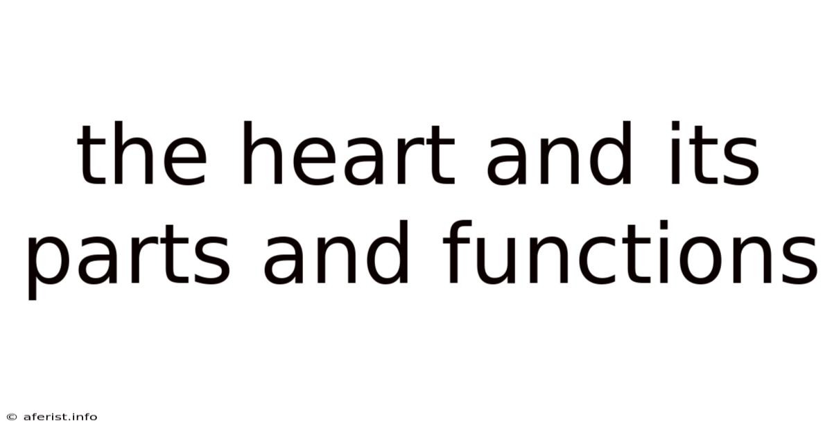 The Heart And Its Parts And Functions