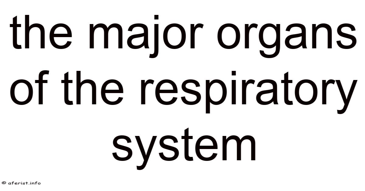 The Major Organs Of The Respiratory System