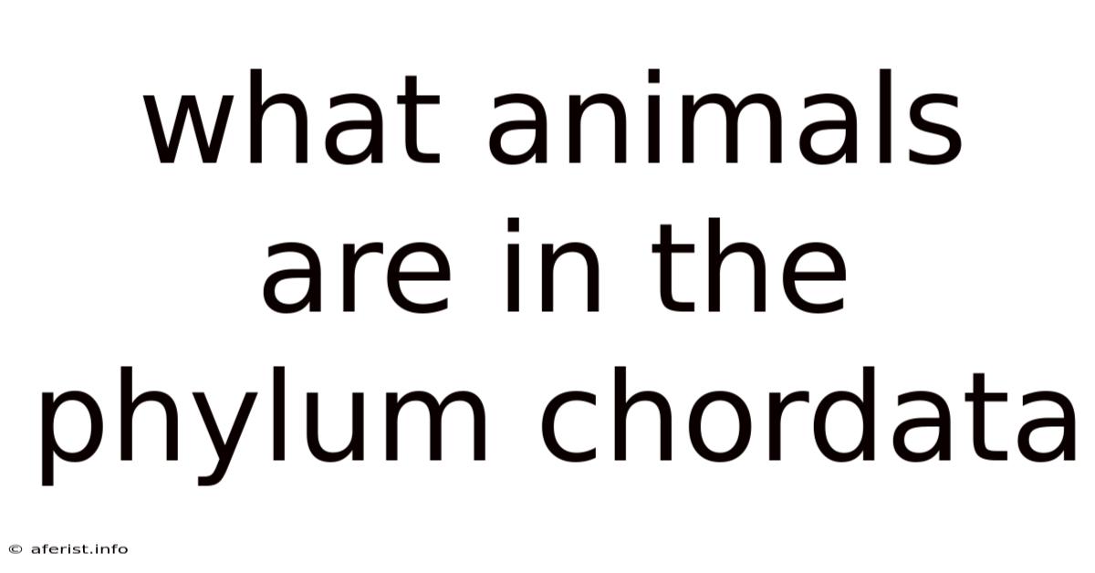 What Animals Are In The Phylum Chordata